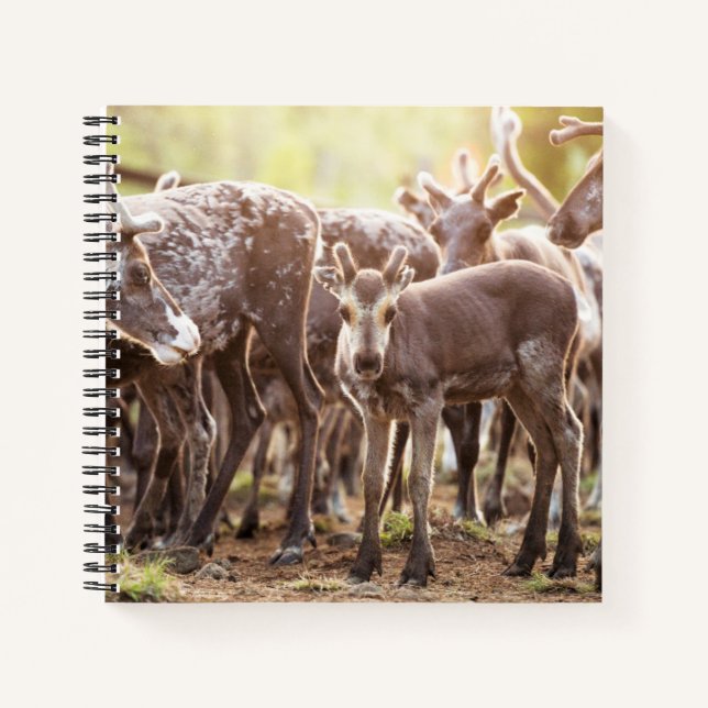 Cuaderno Animales de bebé más afectados | Renos de Svalbard (Anverso)