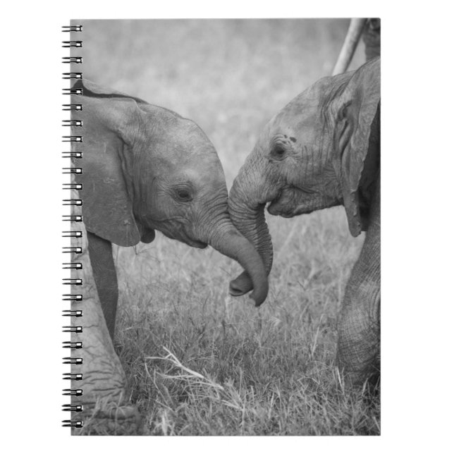 Cuaderno Animales de bebé más afectados | Saludo de los beb (Frente)