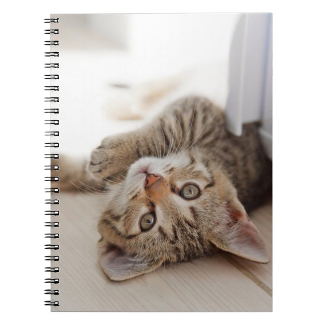 Cuaderno Animales de bebé más afectados | Shorthair Tabby K (Frente)