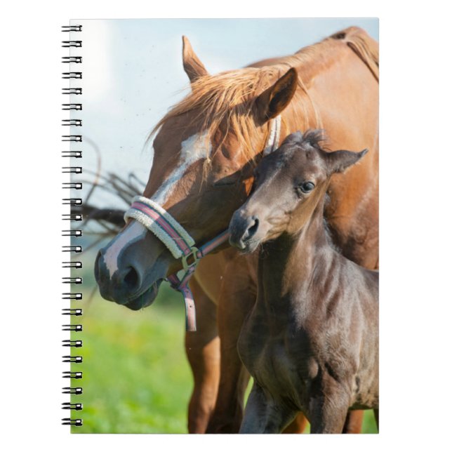 Cuaderno Animales de bebé más afectados | Ternera negra con (Frente)