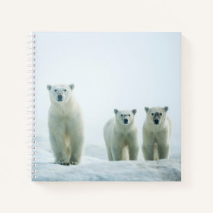 Cuaderno Animales de bebé más afectados Tres Jóvenes Osos