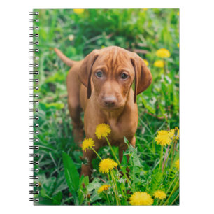 Cuaderno Animales de bebé más afectados   Tubería de punter