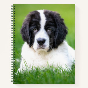 Cuaderno Animales de bebé más afectados   Tubería de Terran