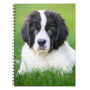 Cuaderno Animales de bebé más afectados Tubería de Terran