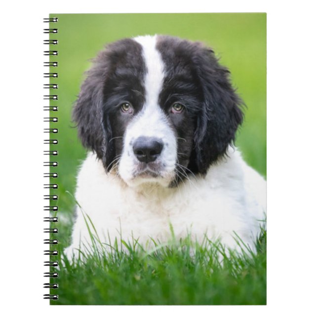 Cuaderno Animales de bebé más afectados | Tubería de Terran (Frente)