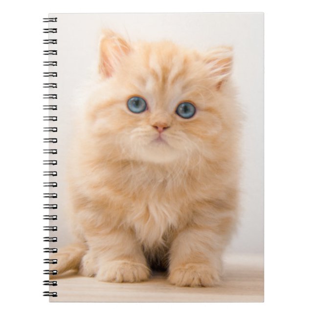 Cuaderno Animales de bebé más afectados | Un Gatito Británi (Frente)