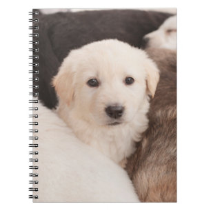 Cuaderno Animales de bebé más afectados   Una pequeña píldo
