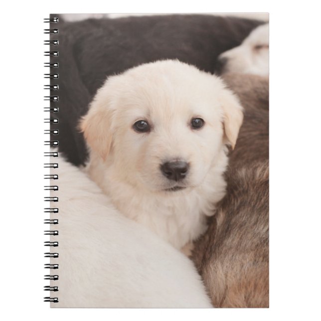 Cuaderno Animales de bebé más afectados | Una pequeña píldo (Frente)