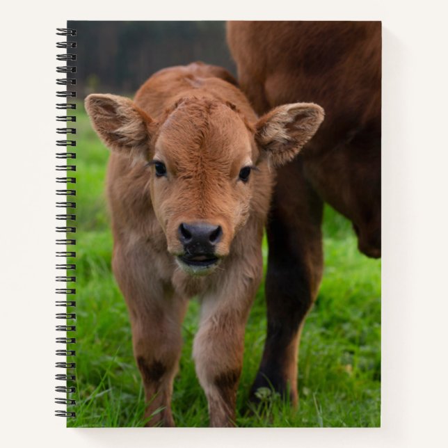 Cuaderno Animales de bebé más afectados | Vaca y ternera (Anverso)
