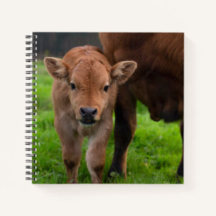 Cuaderno Animales de bebé más afectados Vaca y ternera
