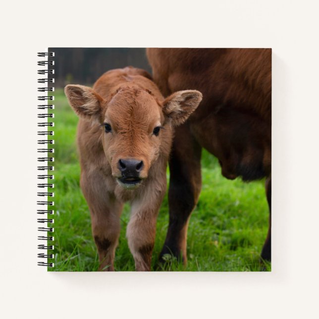 Cuaderno Animales de bebé más afectados | Vaca y ternera (Anverso)