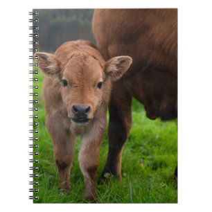 Cuaderno Animales de bebé más afectados Vaca y ternera