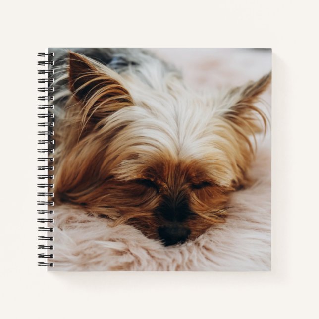 Cuaderno Animales de bebé más afectados | Yorkshire Terrier (Anverso)