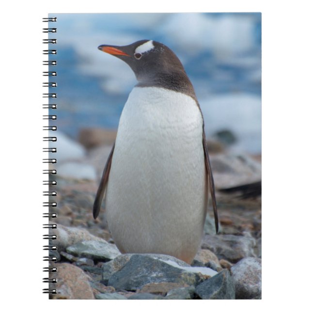 Cuaderno Antártica. Puerto de Neko. Pingüino Gentoo (Frente)
