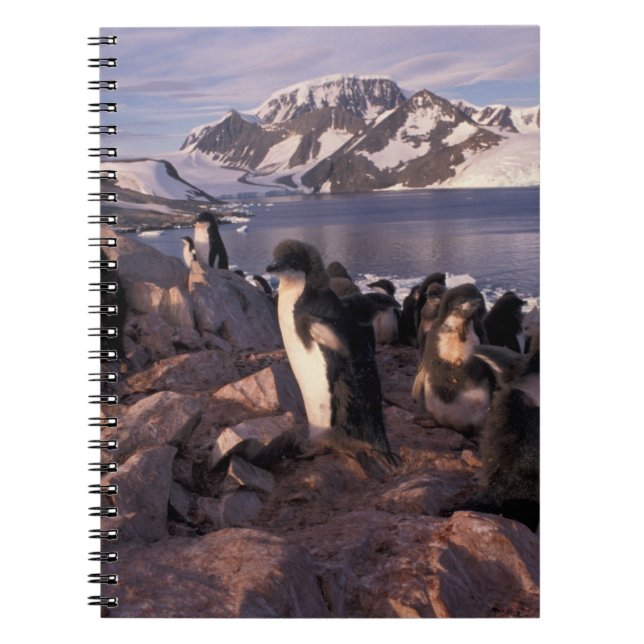 Cuaderno Antártida, crías de pingüino de Adelia (Frente)
