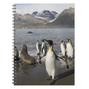 Cuaderno Antártida, Isla Georgia del Sur (Reino Unido), Ant