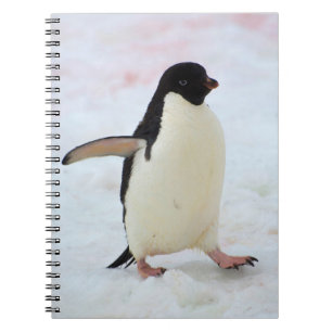 Cuaderno Antártida. Isla Petermann. Pingüino adelie