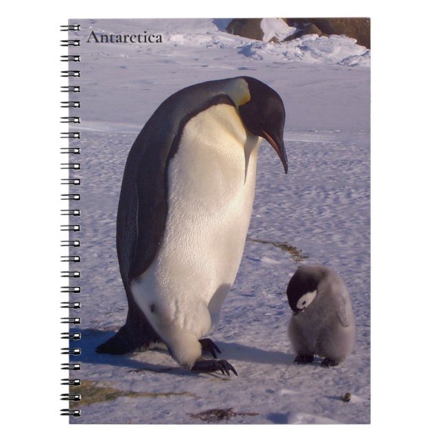Cuaderno Antártida Madre pingüina caribe bebé (Frente)