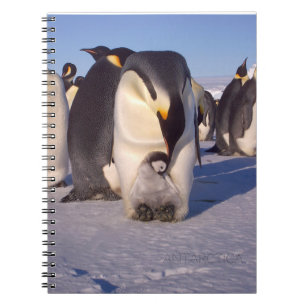 Cuaderno Antártida Madre pingüina caribe bebé