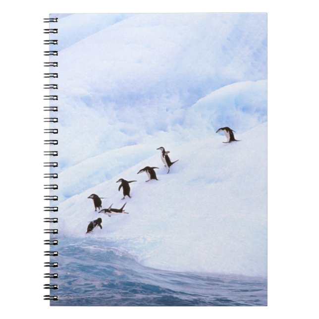 Cuaderno Antártida, Península Antártica. Chinstrap (Frente)