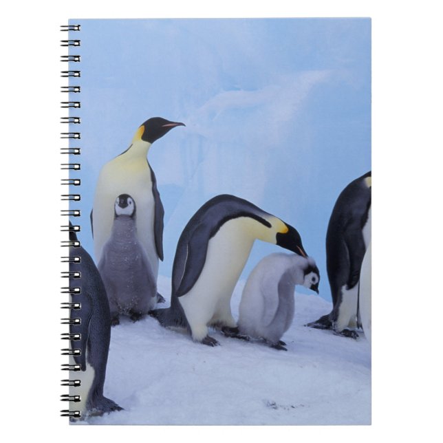 Cuaderno Antártida, Pingüinos Emperadores (Frente)