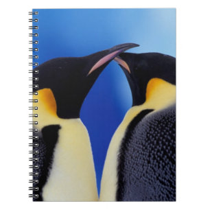 Cuaderno Antártida, pingüinos emperadores