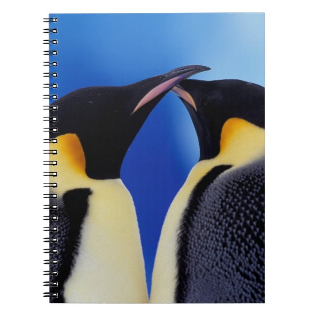 Cuaderno Antártida, pingüinos emperadores (Frente)