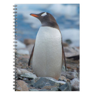 Cuaderno Antártida. Puerto Neko. Pingüino de Gentoo