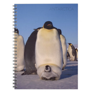 Cuaderno Antártida, rebaño de pingüinos foto