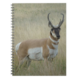 Cuaderno Antelope Pronghorn Big Buck
