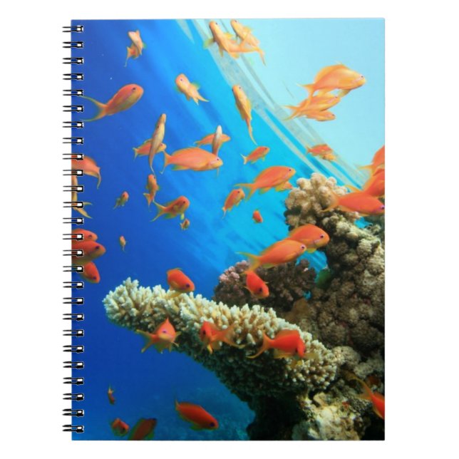Cuaderno Anthias de Lyretail en el arrecife de coral (Frente)