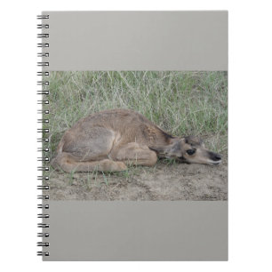 Cuaderno Antílope de Pronghorn del bebé A6
