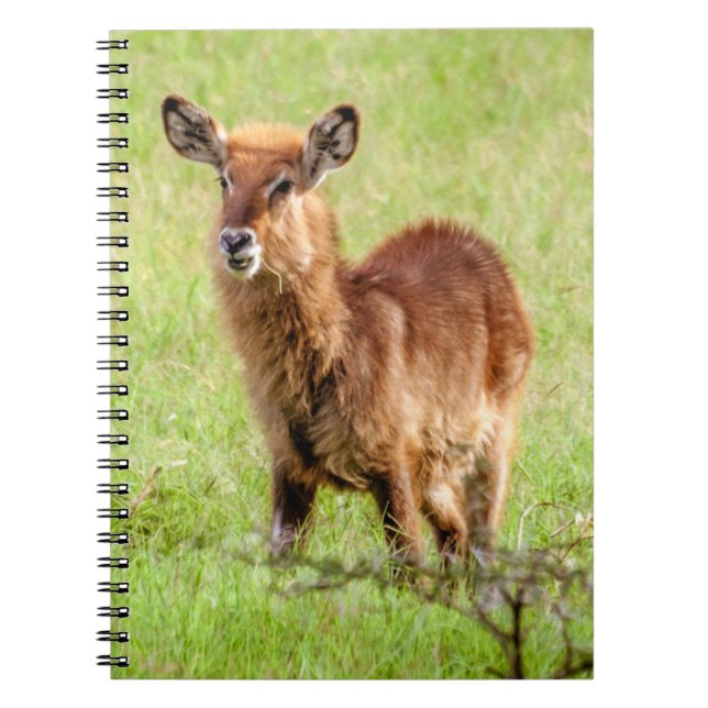 Cuaderno Antílope joven Waterbuck de las imágenes el | (Frente)