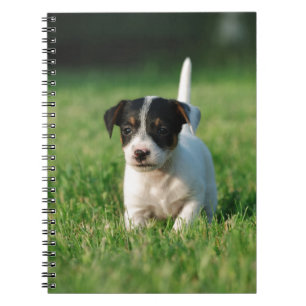 Cuaderno Apertura de Jack Russell Terrier