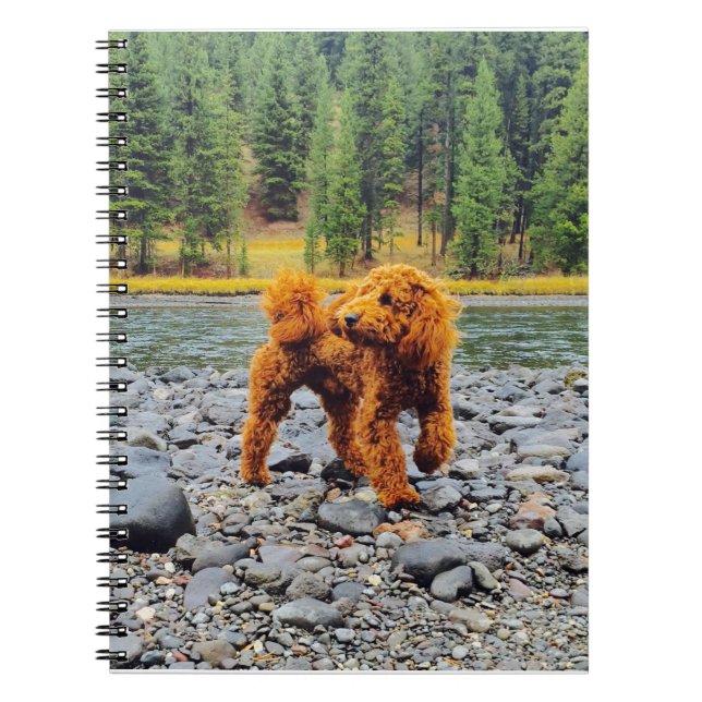 Cuaderno Apricot Poodle - Regalo de Personalizable (Frente)