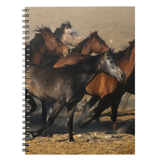 Cuaderno Árabes que corren en el desierto (Frente)