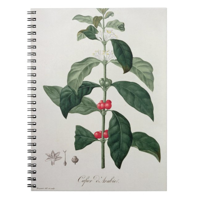 Cuaderno Arabica del Coffea de "Phytographie Medicale" por (Frente)