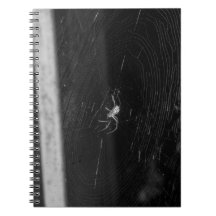 Araña de sótano