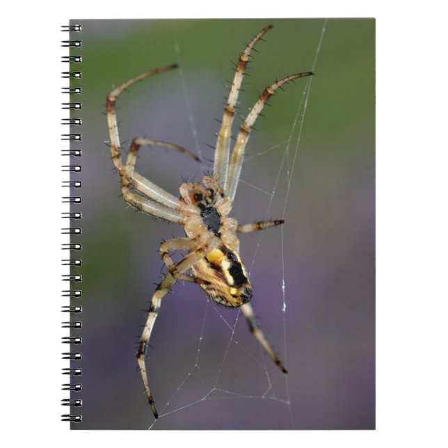 Cuaderno Araña en su telaraña (Frente)