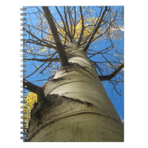 Cuaderno Árbol alto de temblor Aspen