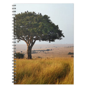 Cuaderno Árbol de acacia simple en llanuras de hierba, Masa