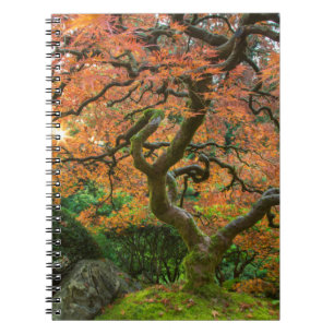 Cuaderno Árbol De Arce En Los Jardines Japoneses En Otoño