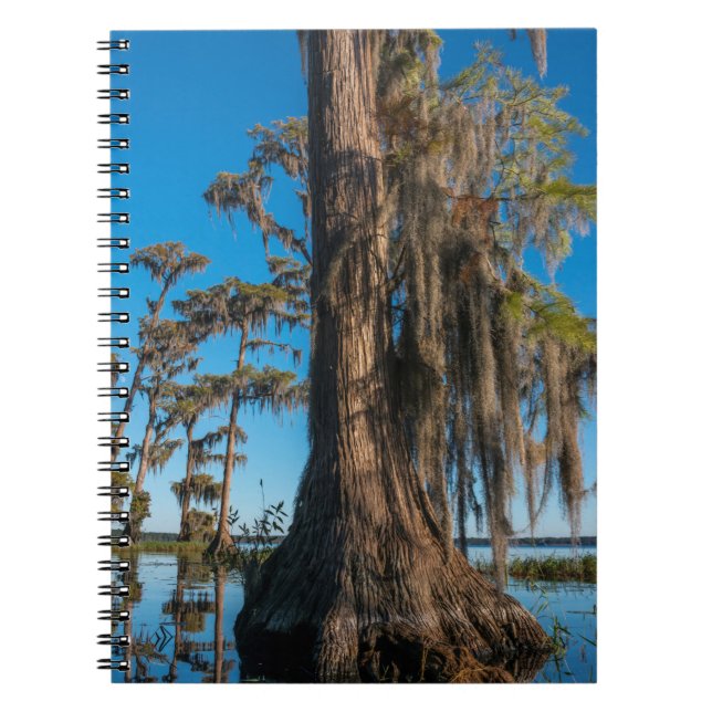 Cuaderno Árbol de cipreses en un pantano (Frente)