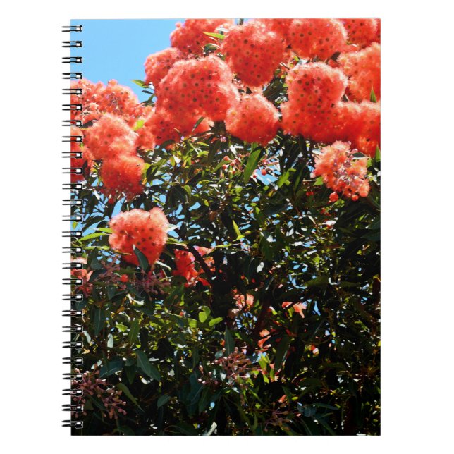 Cuaderno Árbol de flores de eucalipto naranja, (Frente)