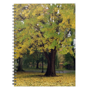 Cuaderno Árbol de Ginkgo en otoño
