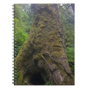 Cuaderno Árbol de mojigón gigante, Cabo Perpetua, Oregón