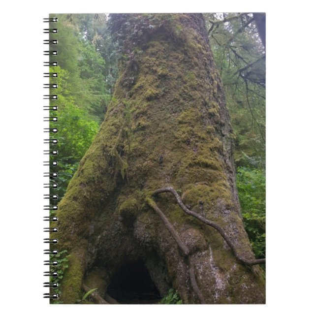 Cuaderno Árbol de mojigón gigante, Cabo Perpetua, Oregón (Frente)
