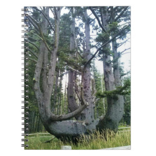Cuaderno Árbol de pulpo, meares de Cabo, orregón