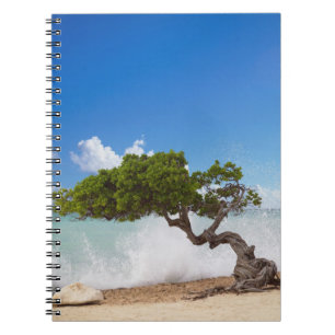 Cuaderno Árbol Divi Divi, Playa Eagle, Aruba, Caribe