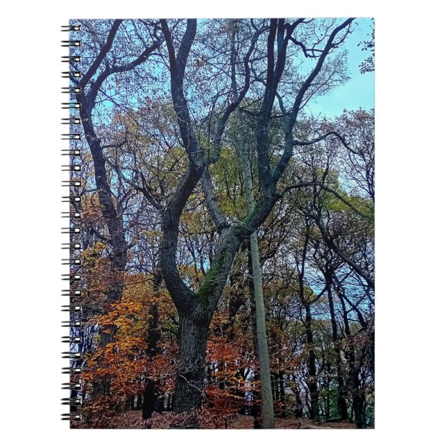 Cuaderno Árbol estirado (Frente)